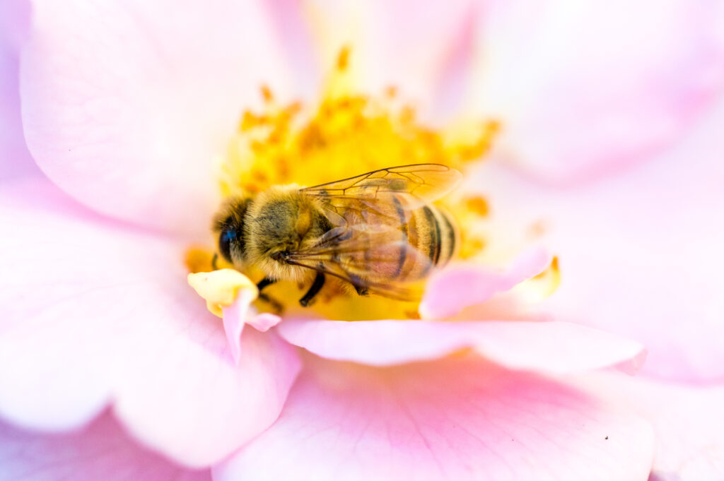Quand la diversité biologique devient un intérêt stratégique