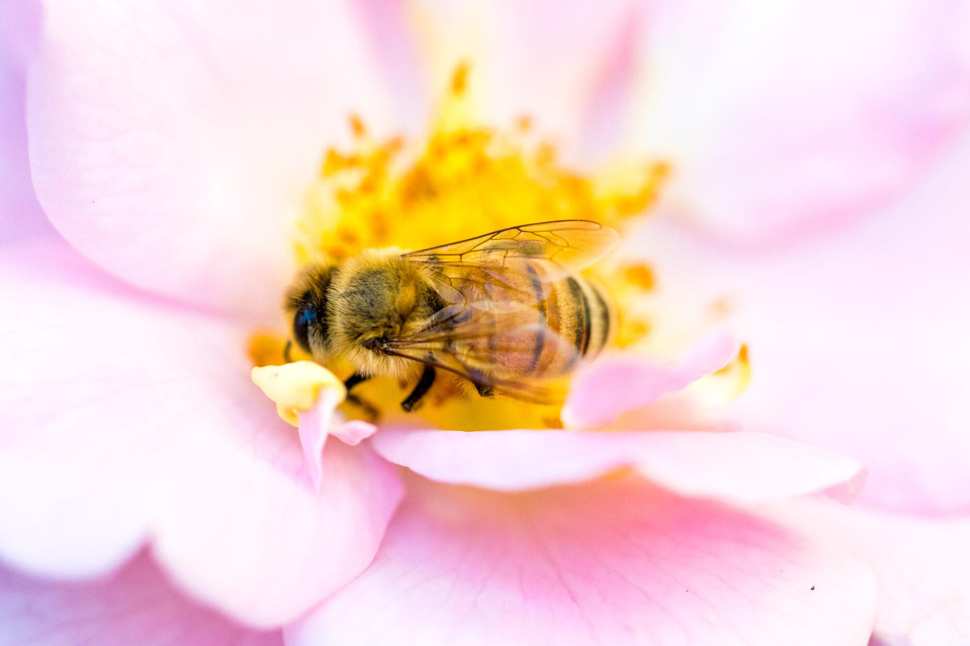 Quand la diversité biologique devient un intérêt stratégique
